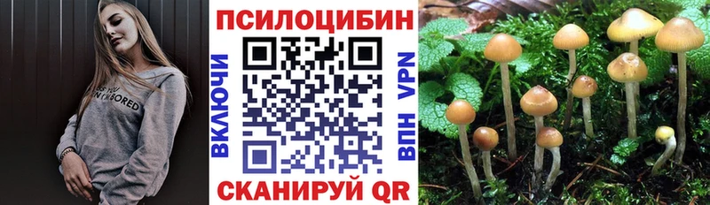 Купить  Костомукша  Псилоцибиновые грибы Psilocybine cubensis 